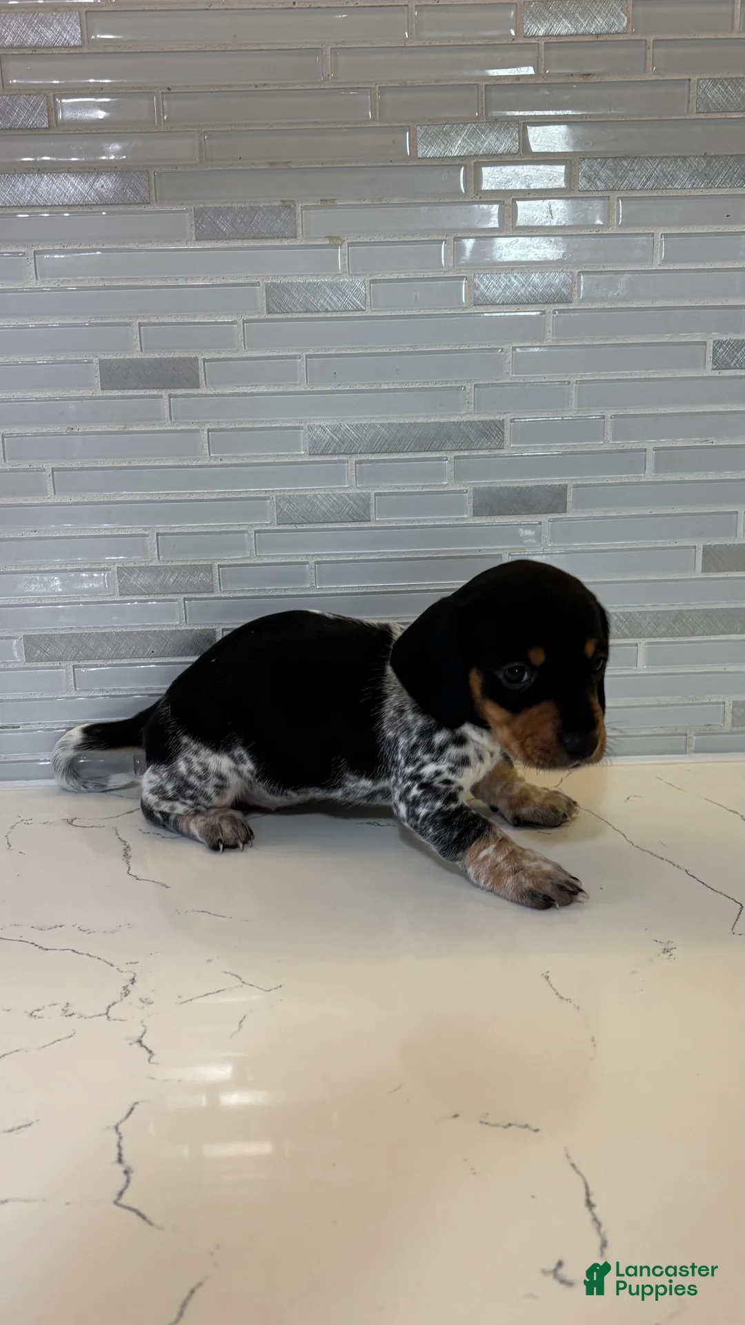 Miniature Dachshund dogs for sale: Miniature Dachshund Puppy 2 - Ad 1