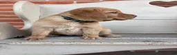 Labrador Retriever dogs for sale: Butter - Ad 3
