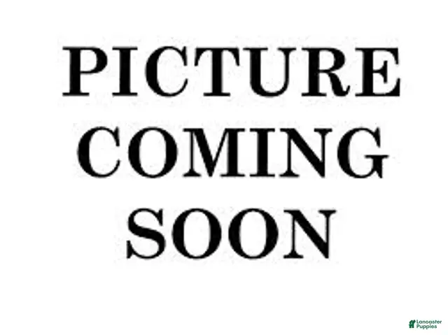 Siberian Husky dogs for sale: puppy 3 - Ad 1