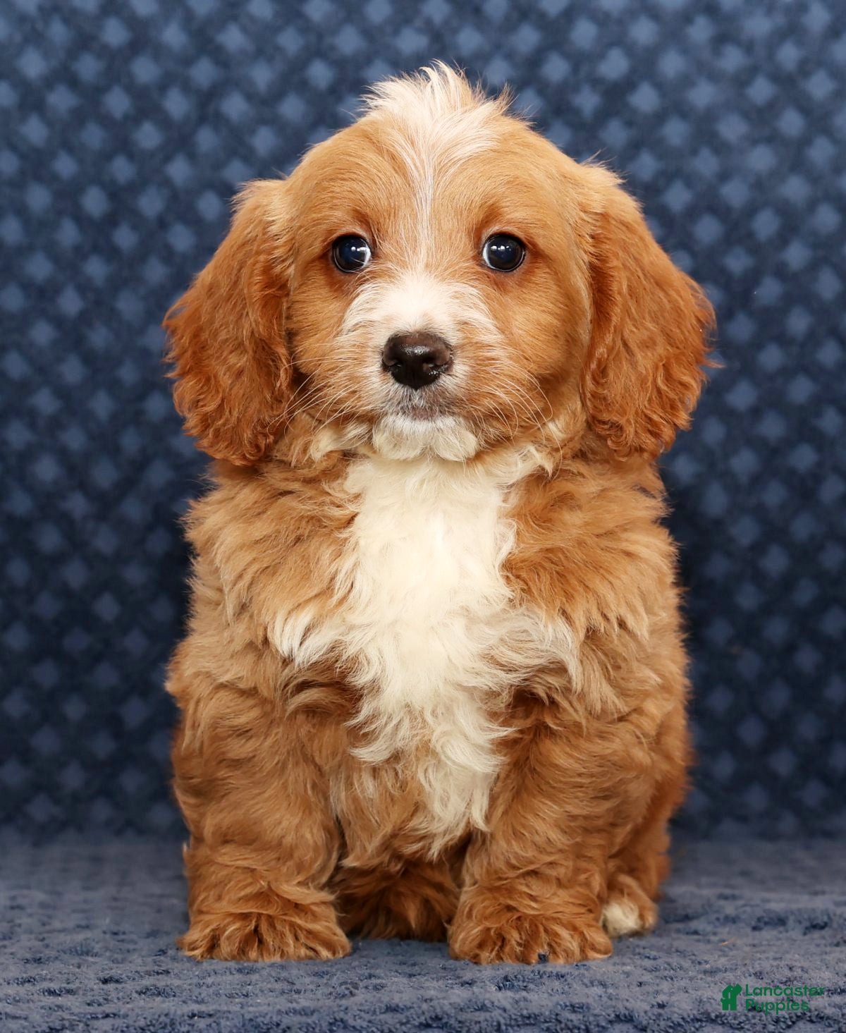 Mini Goldendoodle dogs Dylan - Ad 39