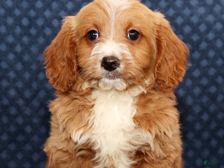 Mini Goldendoodle dogs Dylan - Ad 2