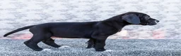 Great Dane dogs for sale: Davis - Ad 3