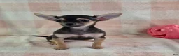 Chihuahua dogs for sale: June - Ad 11