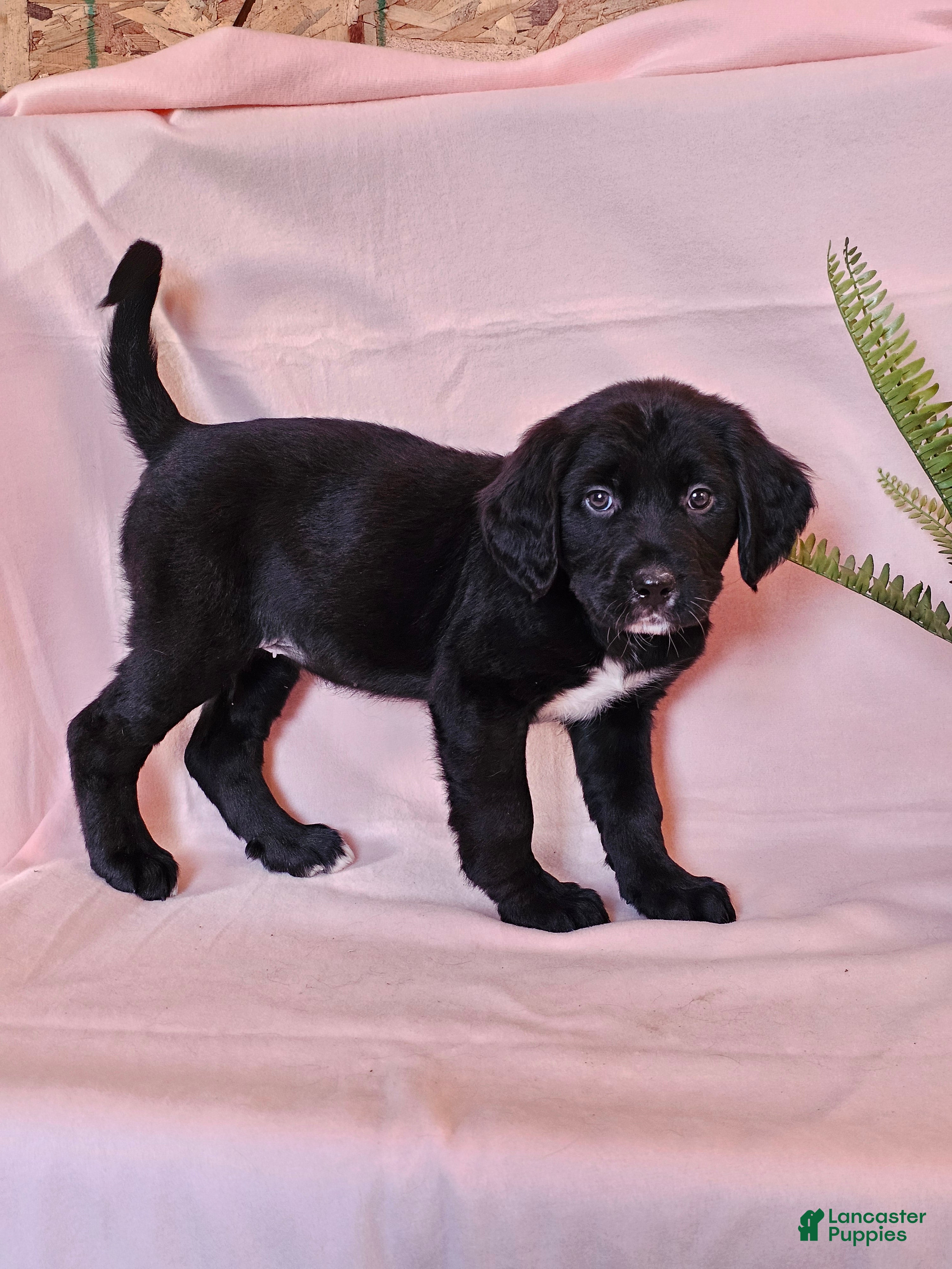 Mixed Breed dogs Sadie - Ad 2