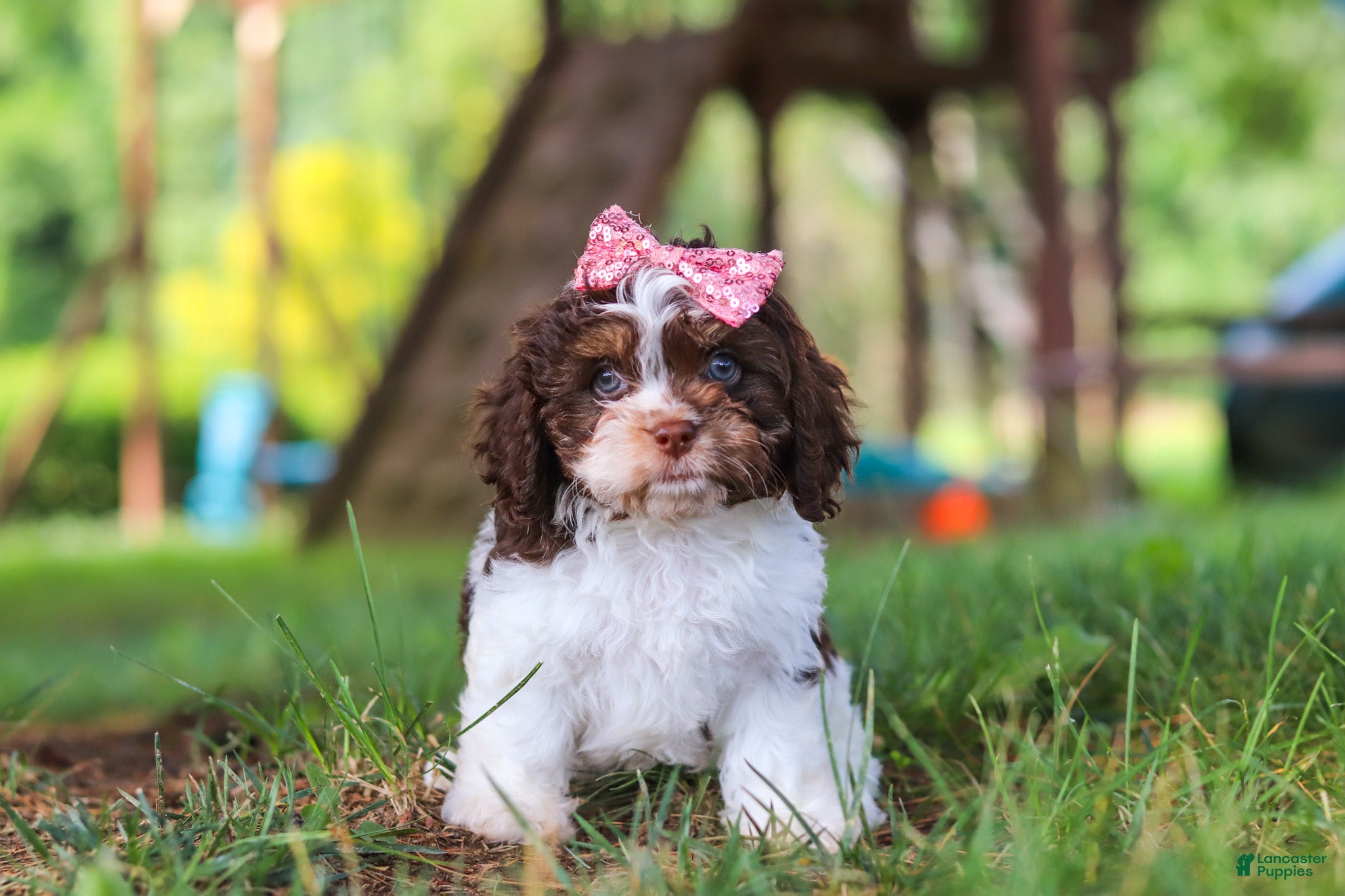 Cavapoo dogs Chloe - Ad 1