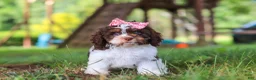 Cavapoo dogs for sale: Chloe - Ad 1