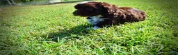 Havapoo dogs for sale: Jackson-LABOR DAY SALE-TAKE $100 OFF!!! - Ad 19