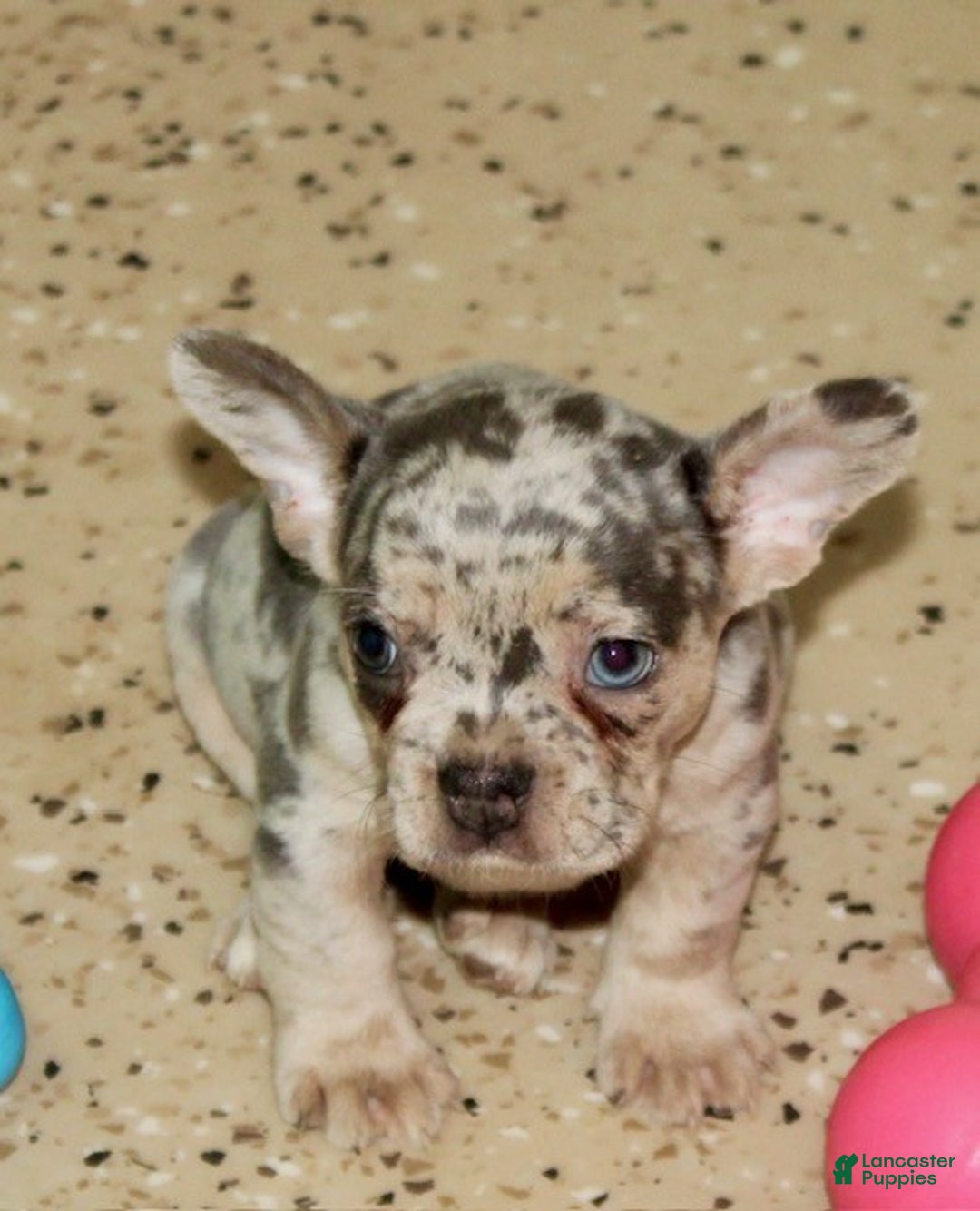French Bulldog dogs for sale: Gracie - Ad 6