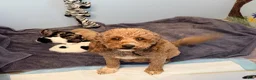 Cockapoo dogs for sale: Girl 2 - Ad 4