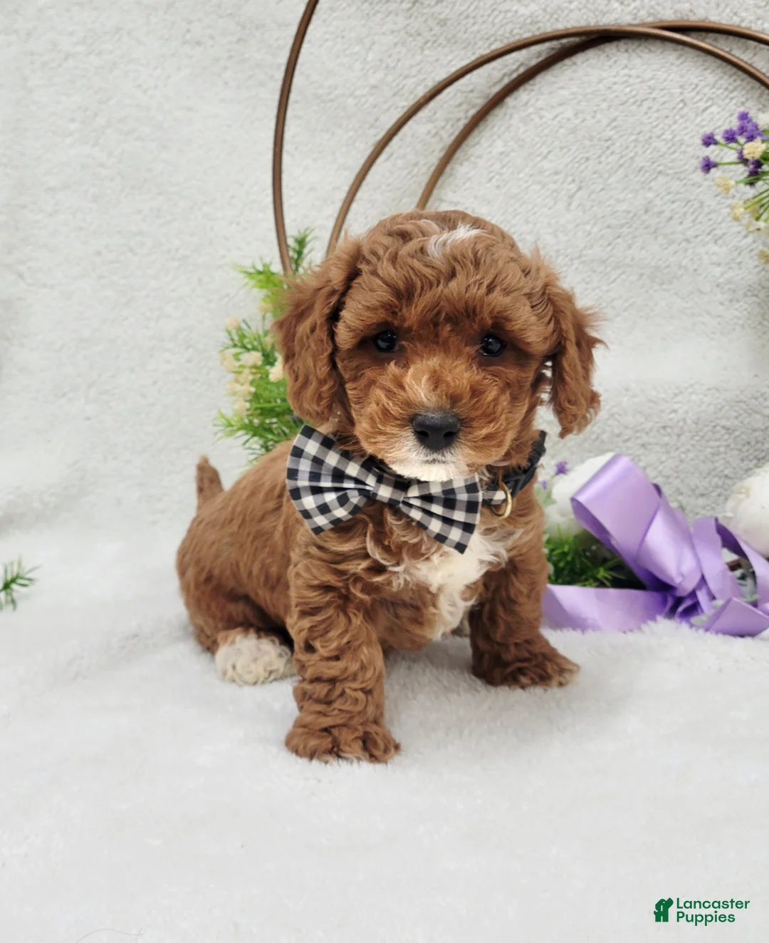 Maltipoo dogs for sale: Bentley  - Ad 5