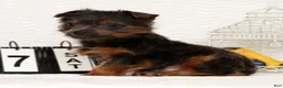 Yorkshire Terrier dogs for sale: Riley - Ad 8