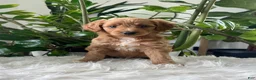 Mini Goldendoodle dogs for sale: Amber  - Ad 4
