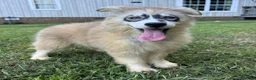 Siberian Husky dogs for sale: REYNA - Ad 11