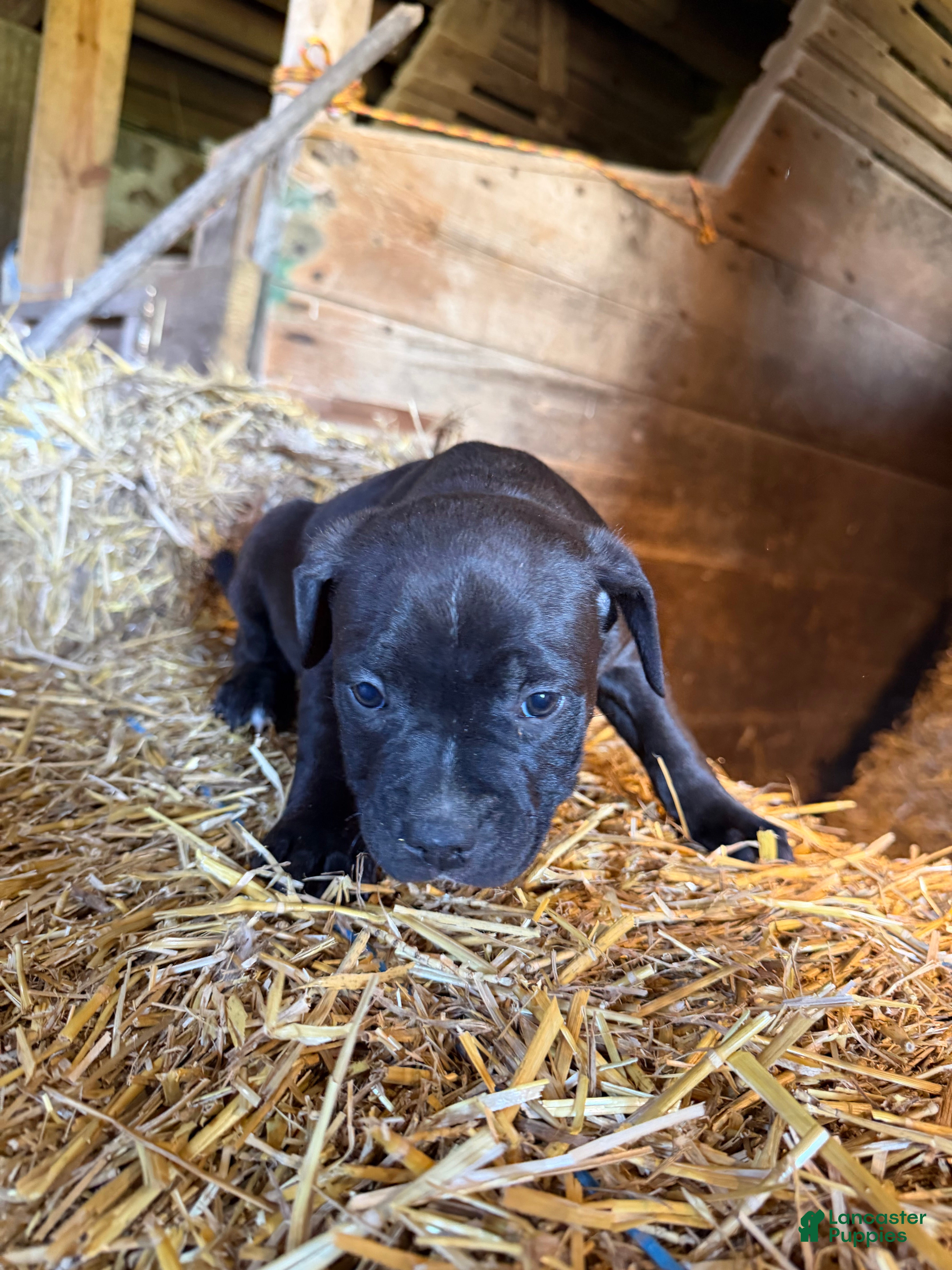 American Pit Bull Terrier dogs for sale: American Pit Bull Terrier Puppy 1 - Ad 2