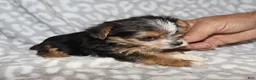 Yorkshire Terrier dogs for sale: Solana - Ad 5