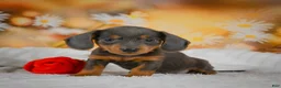 Miniature Dachshund dogs for sale: Dominic - Ad 3