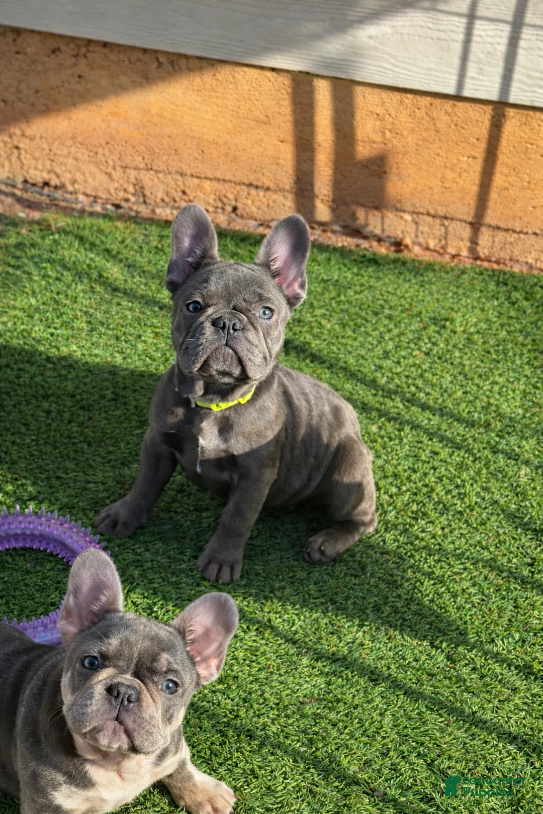 French Bulldog dogs for sale: French Bulldog Puppy 1 - Ad 2