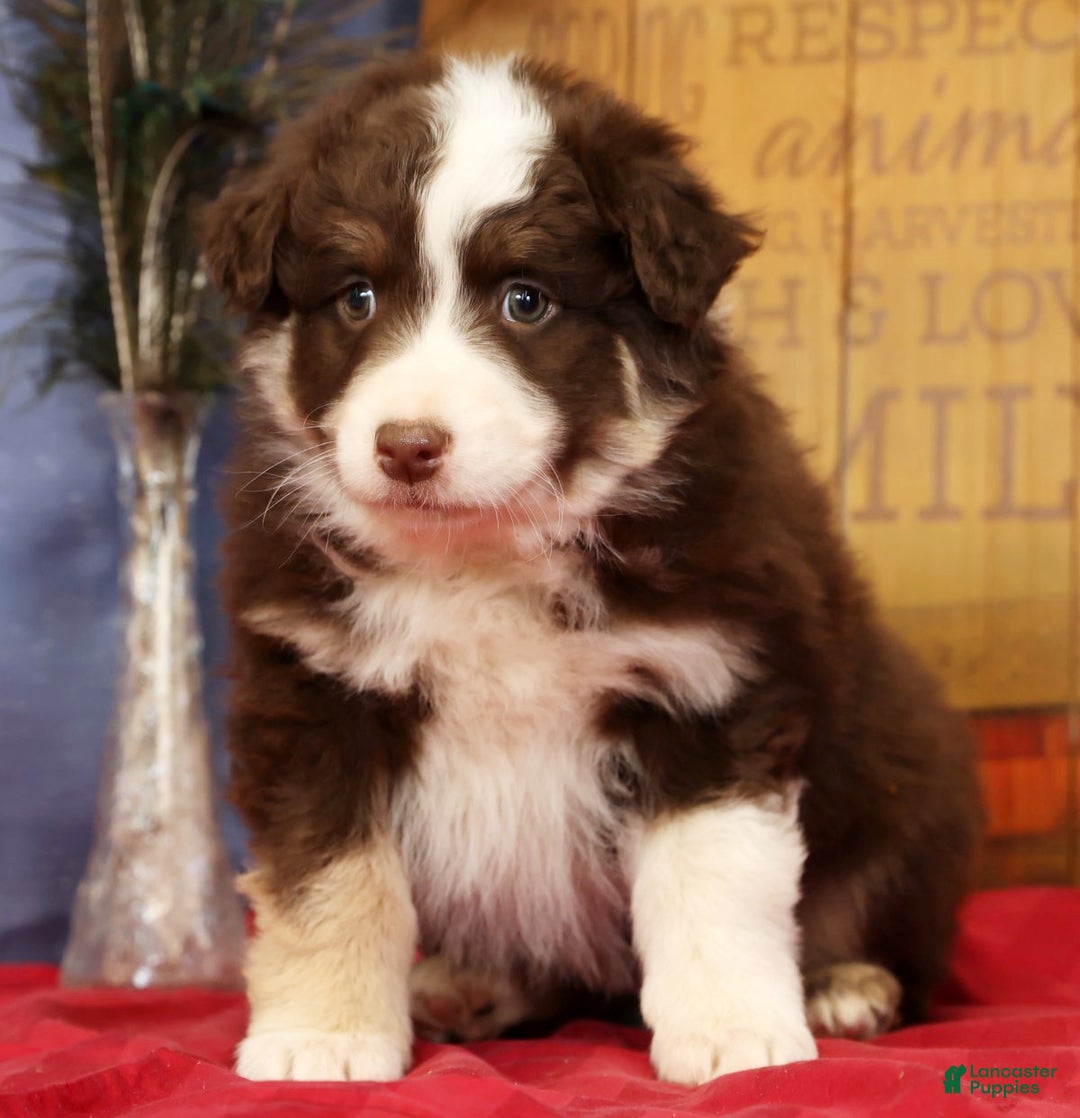 Miniature Australian Shepherd dogs for sale: Max - Ad 4