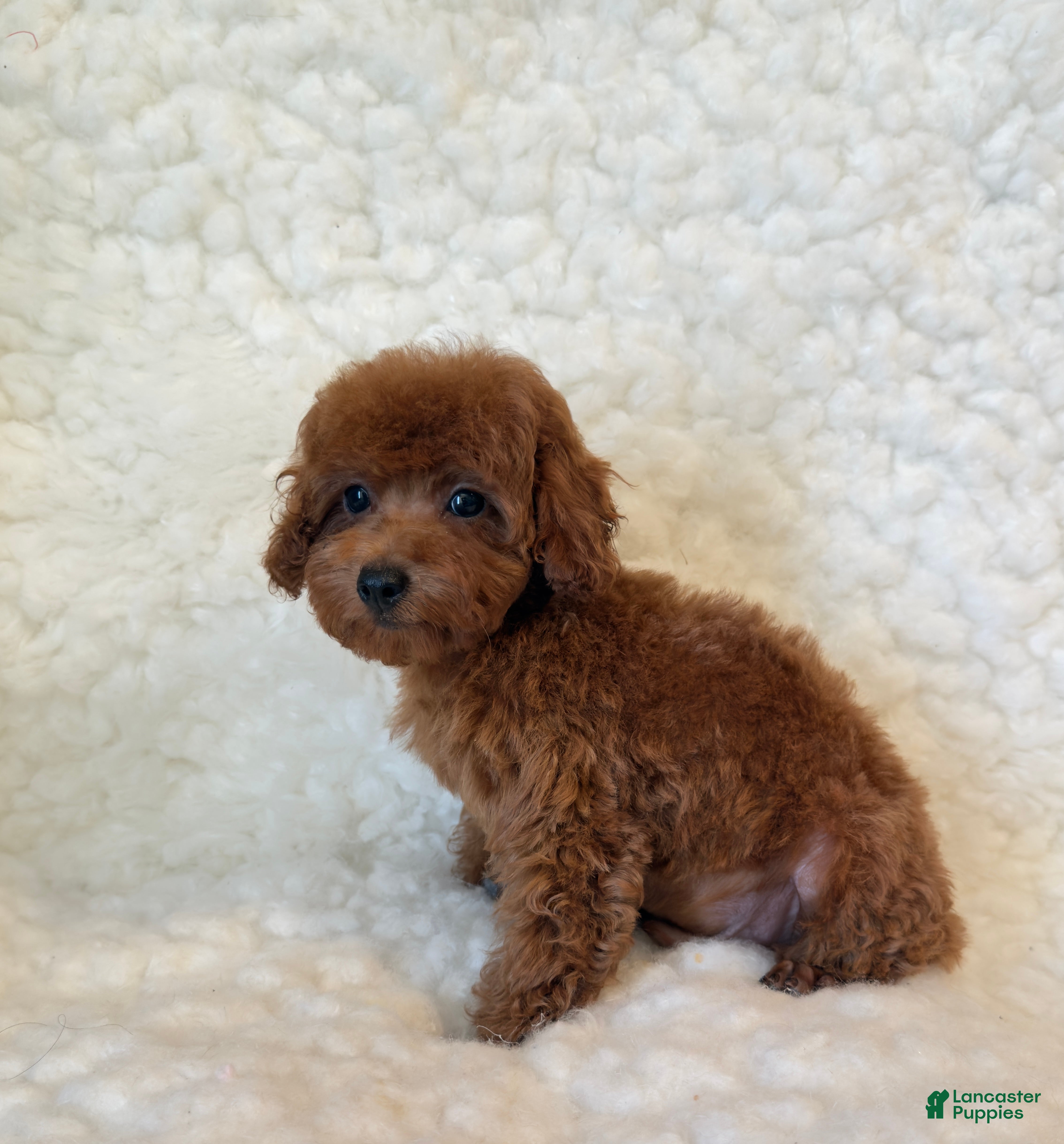 Toy Poodle dogs Sammy deep red toy - Ad 2