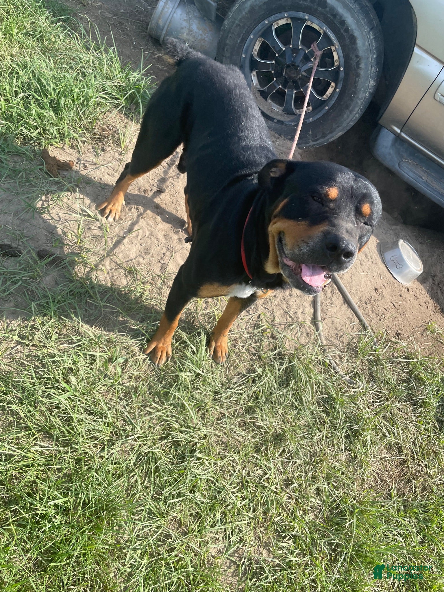 Rottweiler dogs Rottweiler 1 - Ad 16