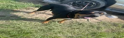 Rottweiler dogs for sale: Rottweiler 1 - Ad 1
