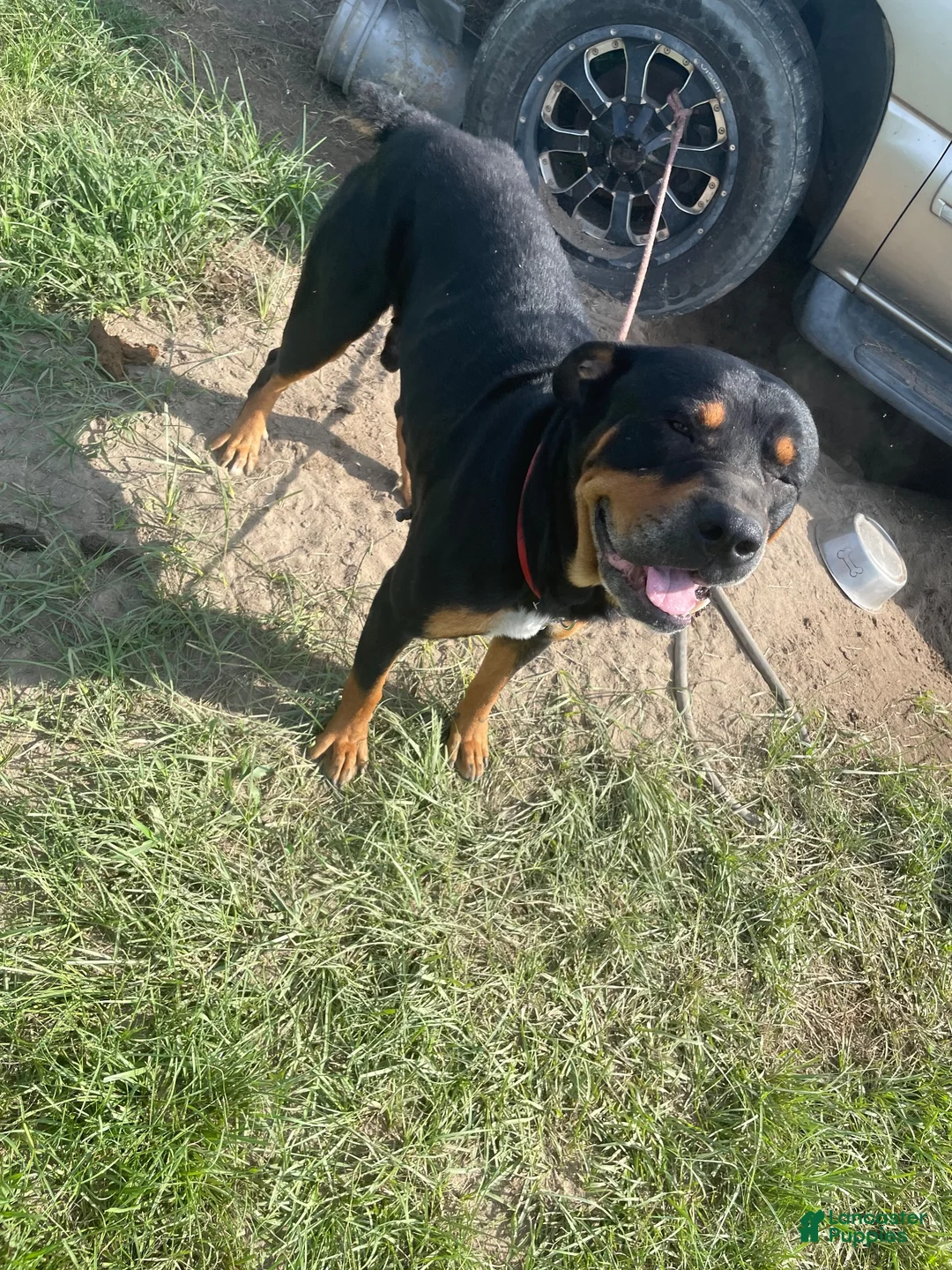 Rottweiler dogs for sale: Rottweiler 1 - Ad 1