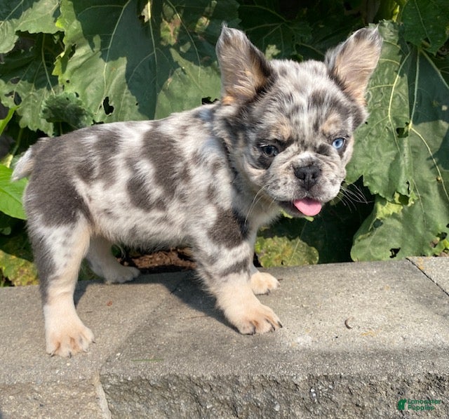 French Bulldog dogs Harvey- fluffy - Ad 2