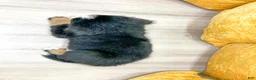 Bernese Mountain Dog dogs for sale: Buddy - Ad 5