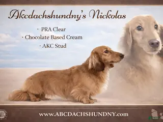 Miniature Dachshund dogs AKC Nick - Ad 40
