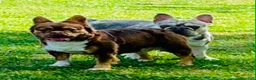 French Bulldog dogs for sale: French Bulldog 3 - Ad 2