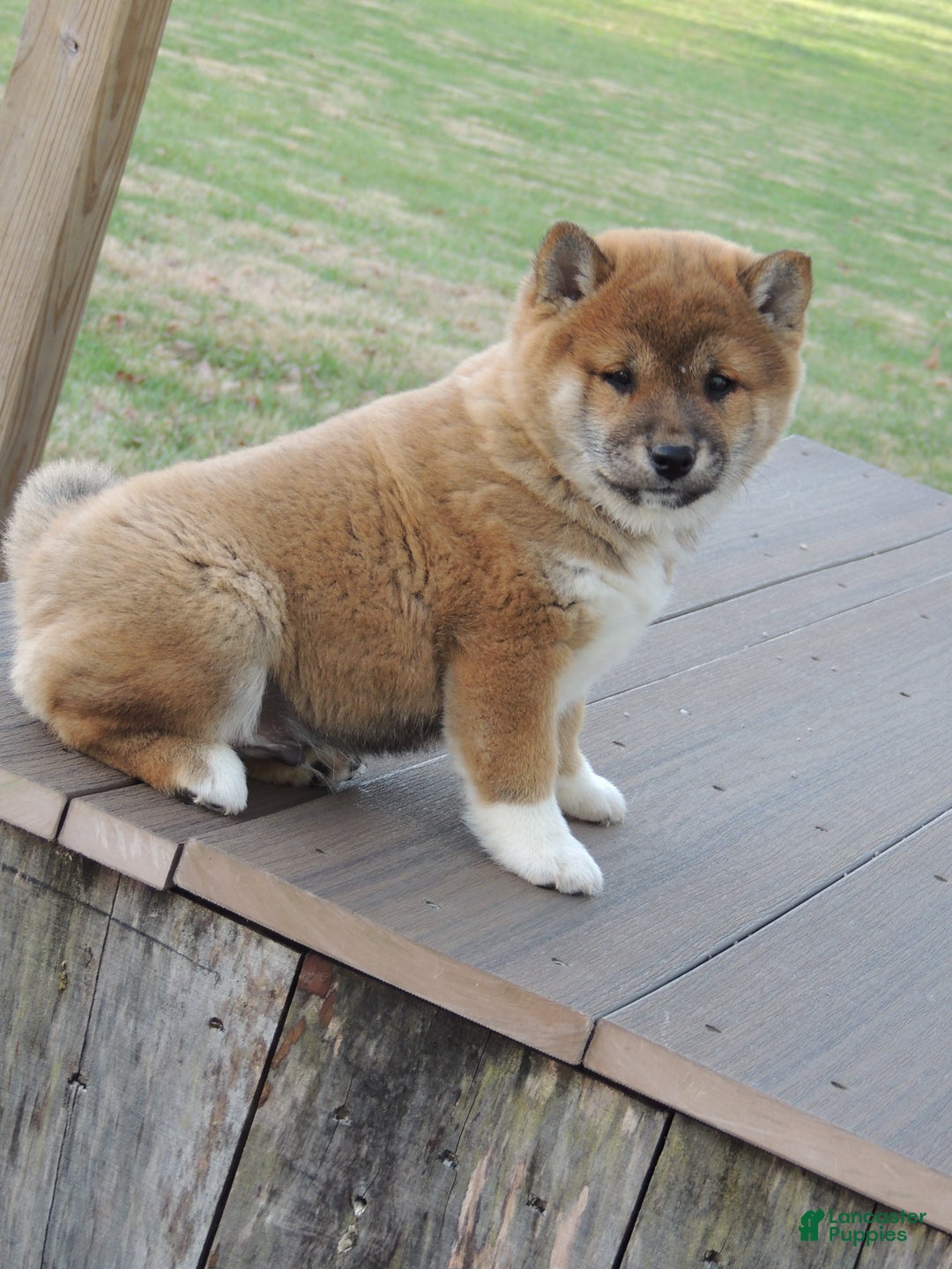 Shiba Inu dogs for sale: RYDER - Ad 6