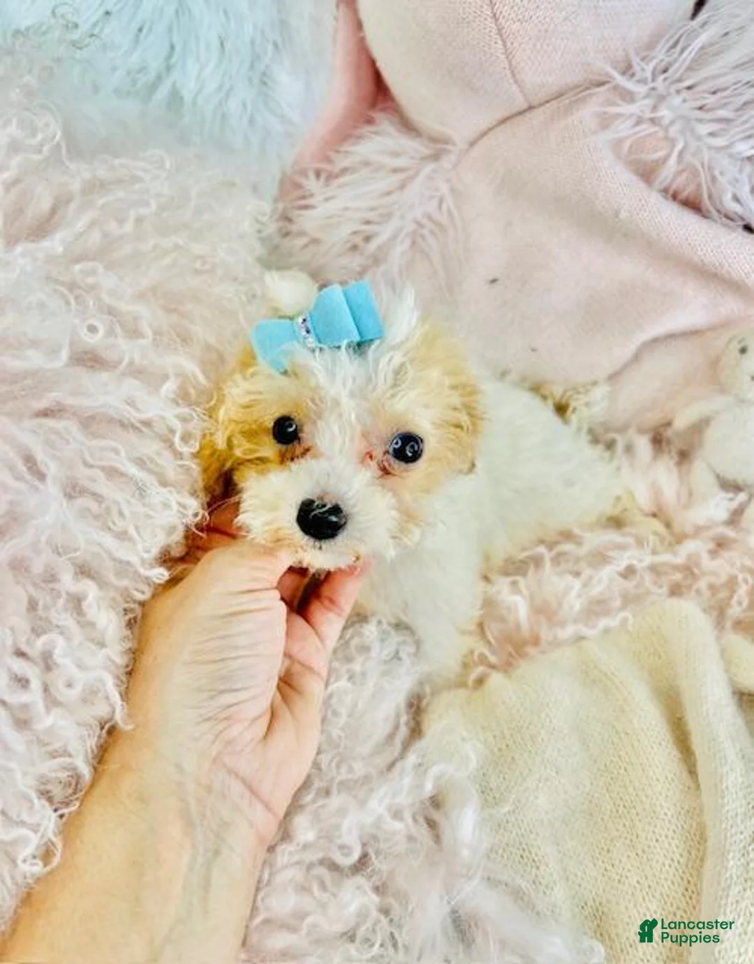 Toy Poodle dogs for sale: Toy Poodle Puppy 1 - Ad 2