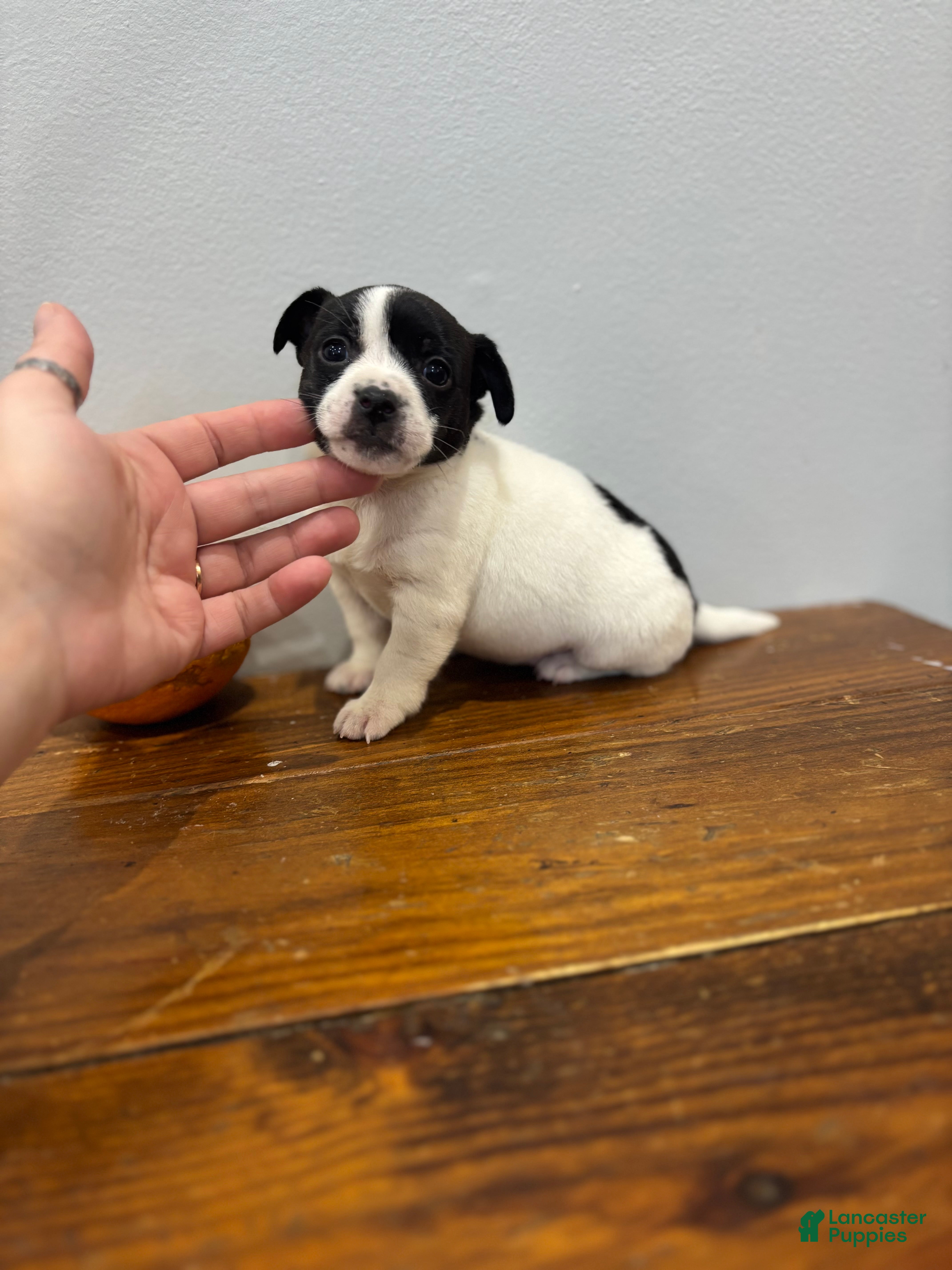 Chihuahua dogs Gemma - Ad 26