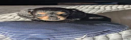 Miniature Dachshund dogs for sale: Blueberry muffin and lightnings litter - Ad 1