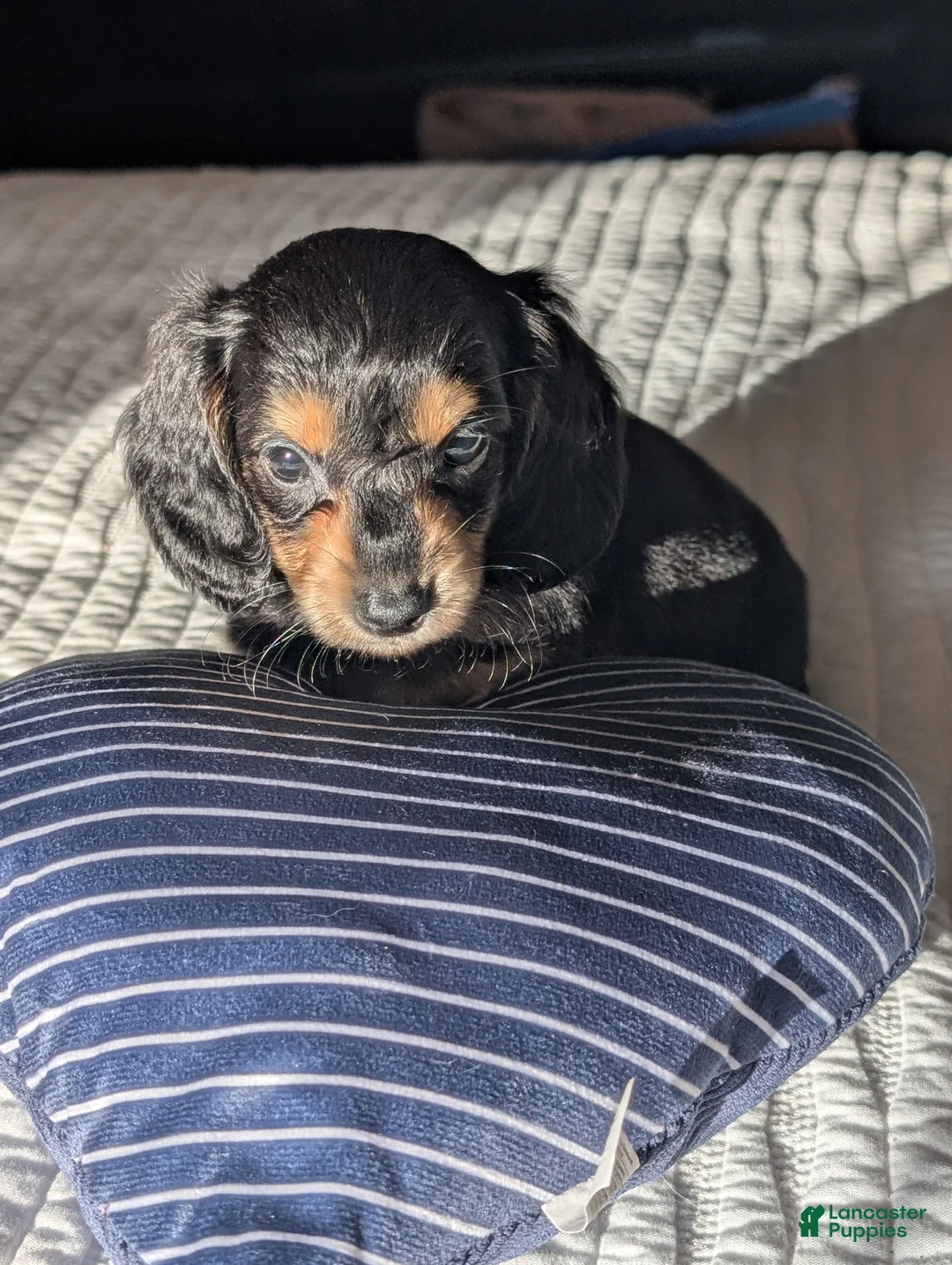Miniature Dachshund dogs for sale: Blueberry muffin and lightnings litter - Ad 1