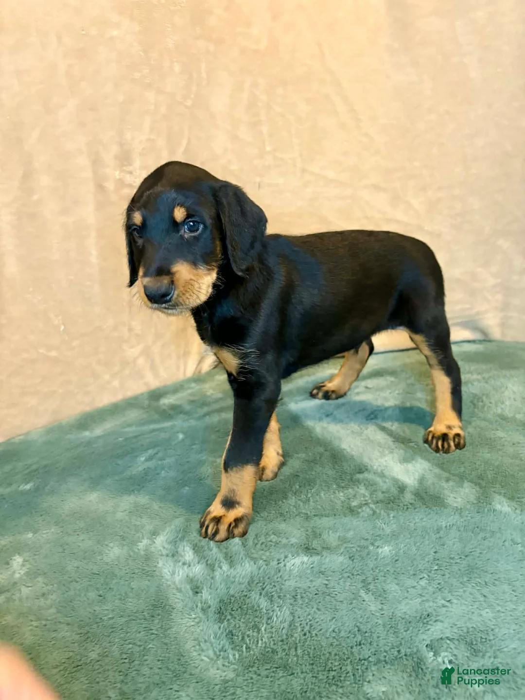 Mixed Breed dogs for sale: Chief - Ad 2