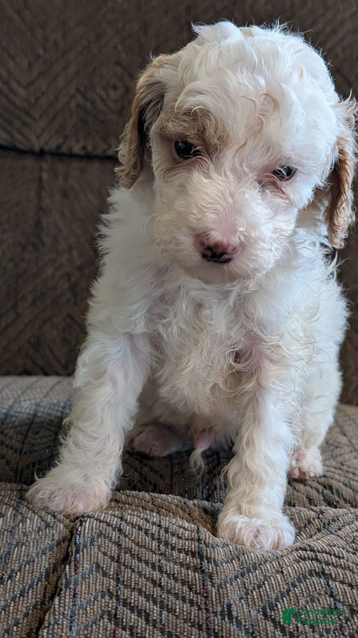 Miniature Poodle dogs Koona - Ad 2