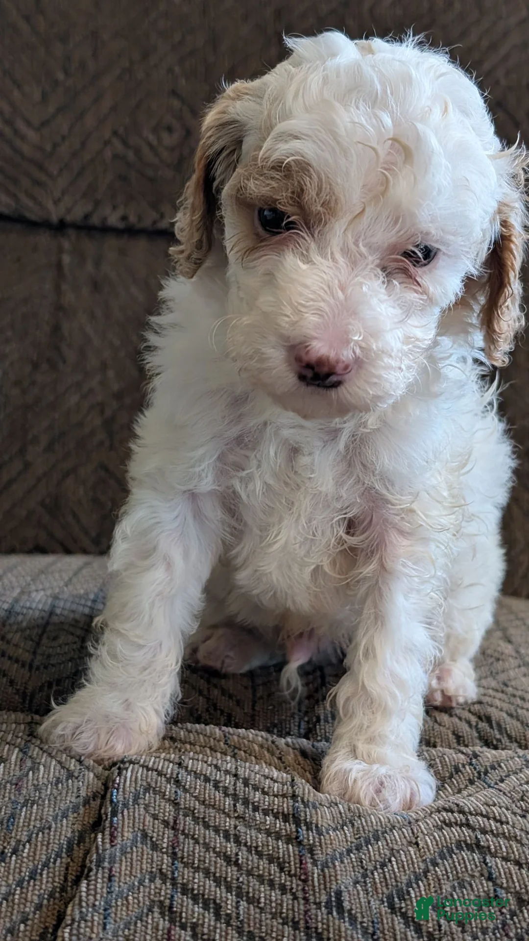 Miniature Poodle dogs for sale: Koona - Ad 2
