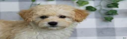 Maltipoo dogs for sale: Sierra - Ad 1