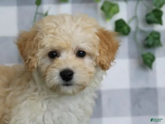 Maltipoo dogs for sale: Sierra - Ad 30