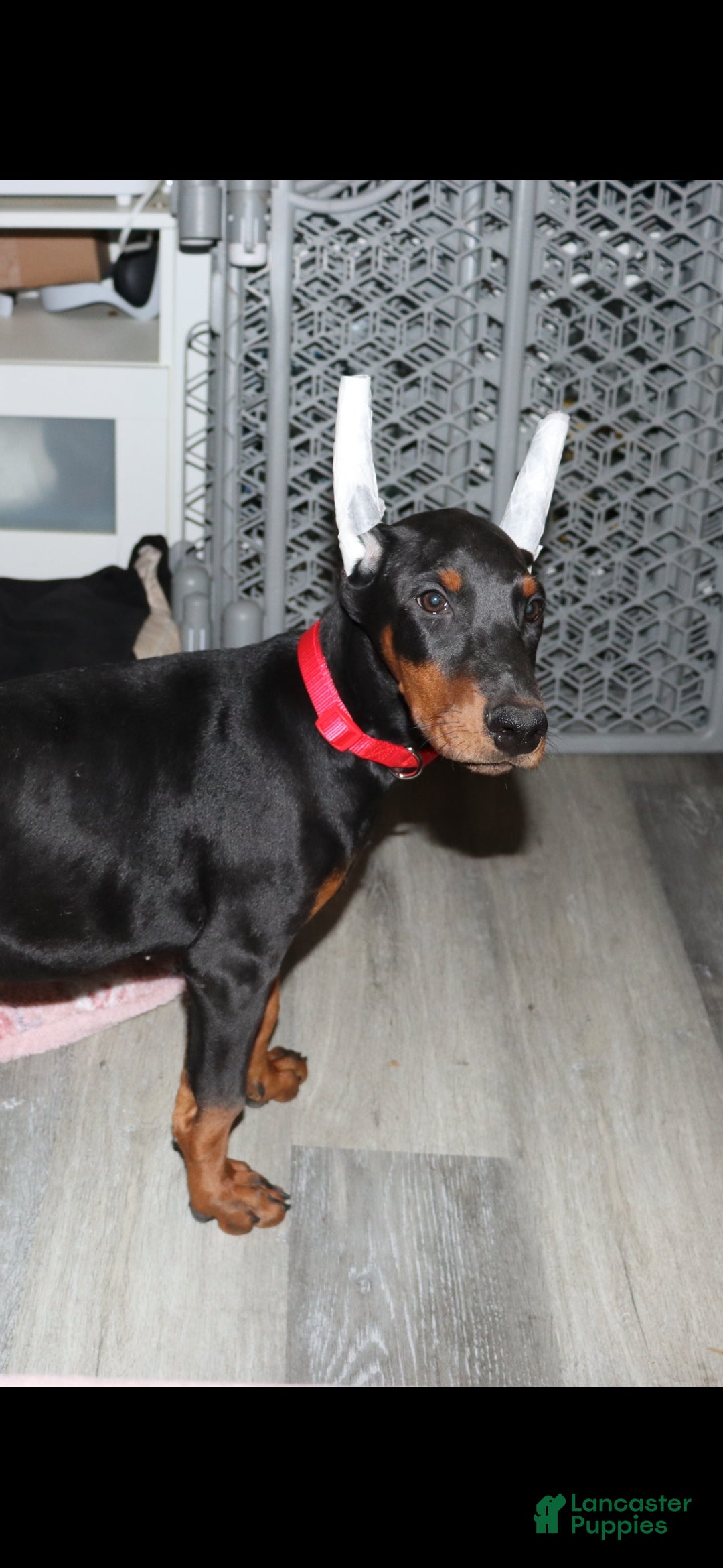 Doberman Pinscher dogs for sale: Chili - Ad 6