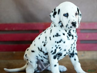 Dalmatian dogs Cookie - Ad 4