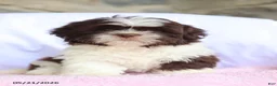 Shih Tzu dogs for sale: Nikki - Ad 1