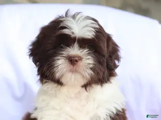 Shih Tzu dogs for sale: Nikki - Ad 4