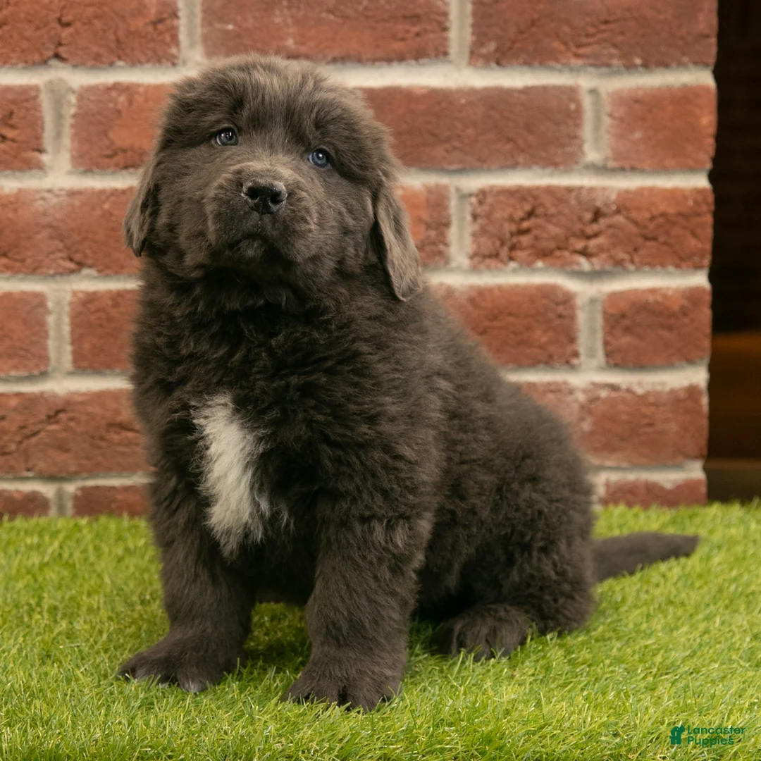 Newfoundland dogs for sale: Chester - Ad 6