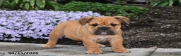 English Bulldog dogs for sale: Dawn - Ad 2