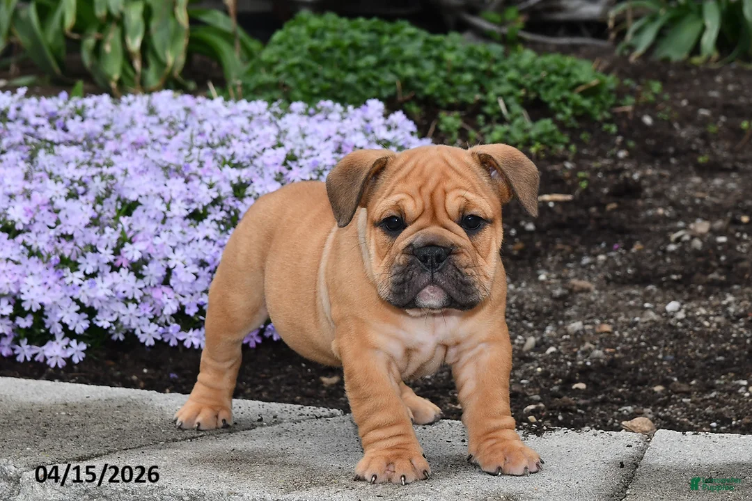 English Bulldog dogs for sale: Dawn - Ad 2