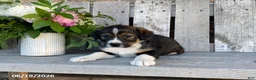Mixed Breed dogs for sale: Barrett - Ad 2
