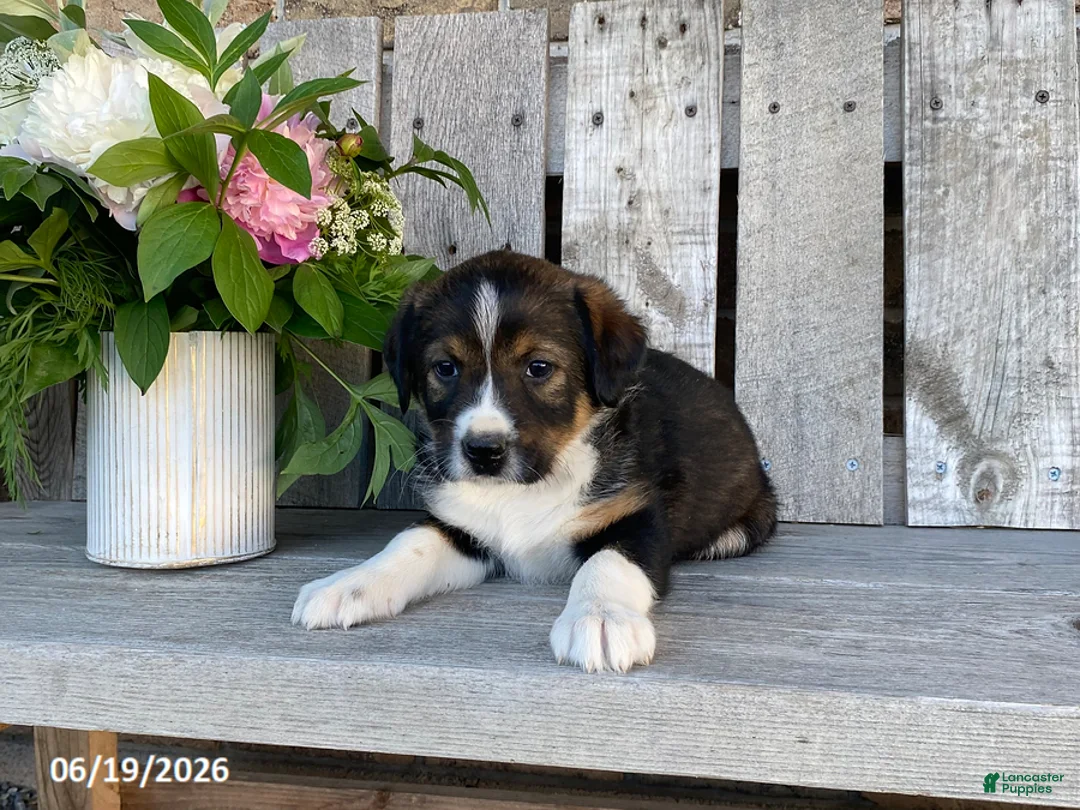 Mixed Breed dogs for sale: Barrett - Ad 2