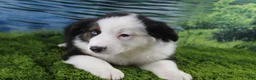 Miniature Australian Shepherd dogs for sale: Ellis - Ad 8